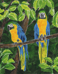 Parrots